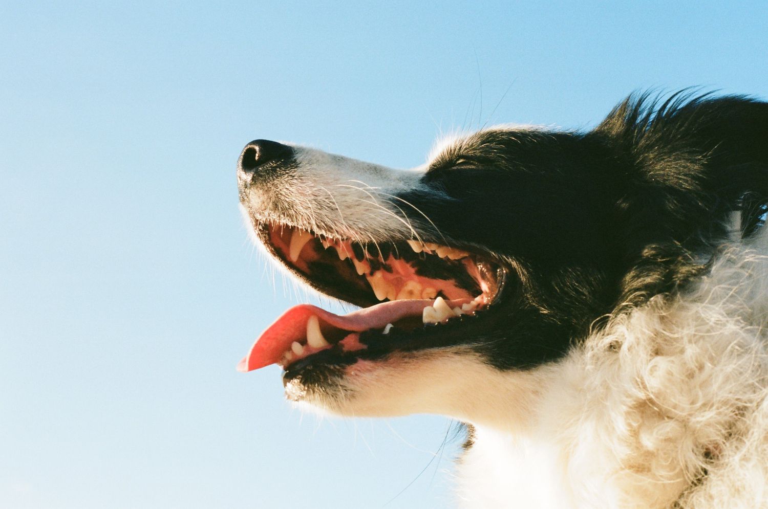 What is a Dog Breath Freshener?